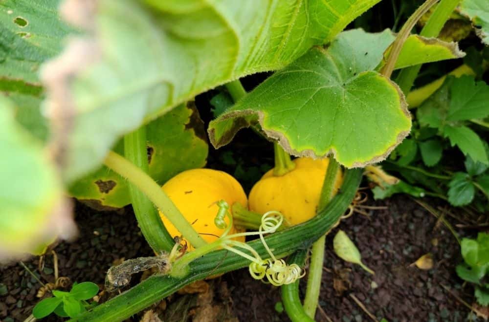 small pumpkin growing on vines