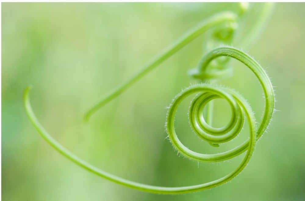 pumpkin tendrils