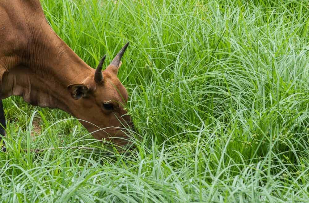 Is Grass-Fed Beef Healthier