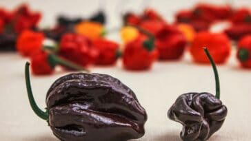 Chocolate Bhutlah