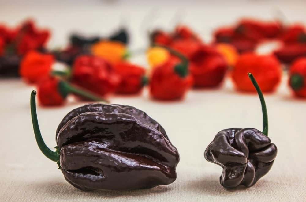 Chocolate Bhutlah