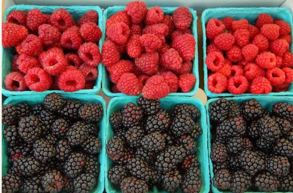 red and black raspberries