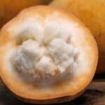 santol