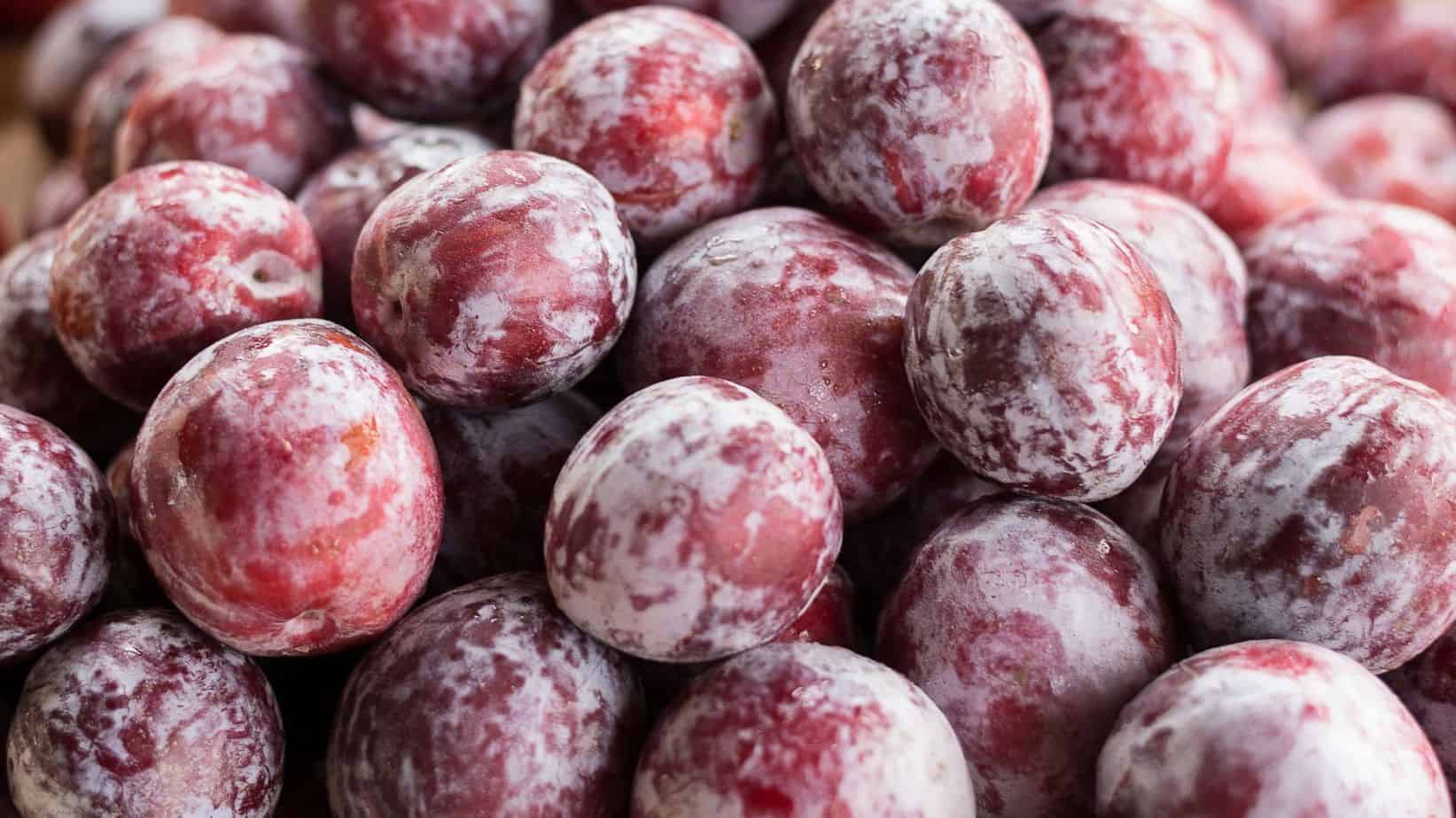 pluot fruits