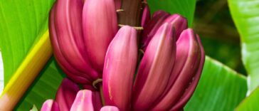 purple-banana