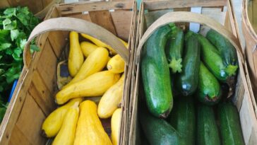 squash and zucchini