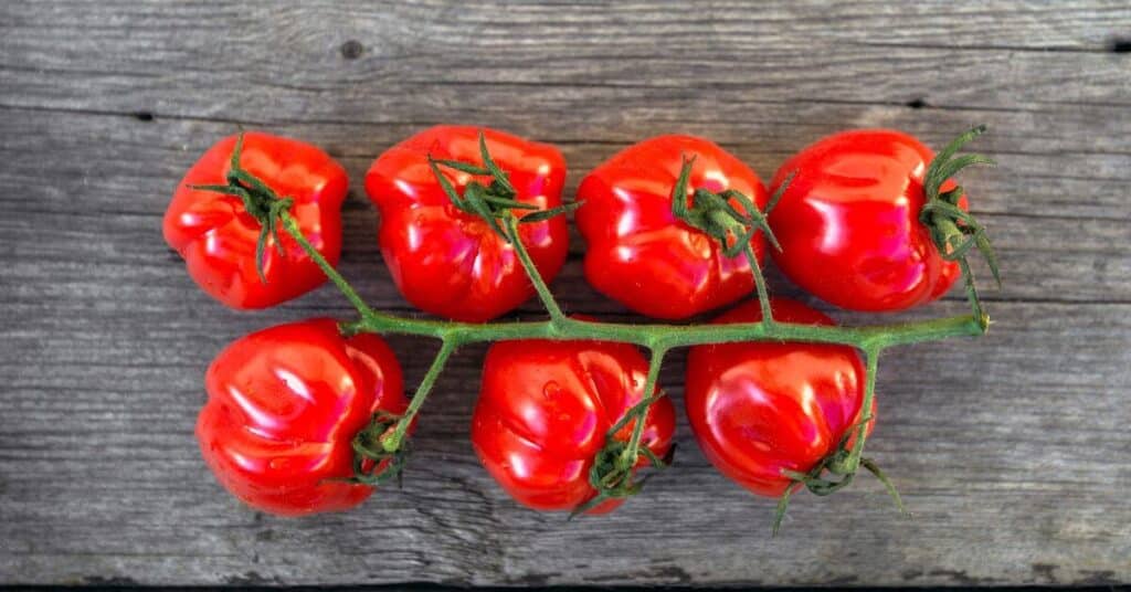 a bunch of sweet tomatoes