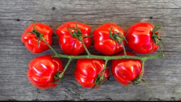 how-to-make-tomatoes-taste-sweeter