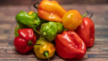 habanero-peppers