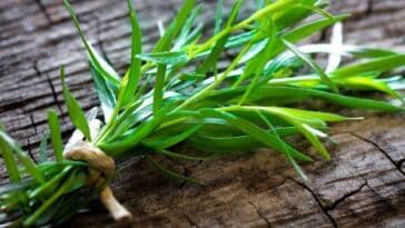 tarragon