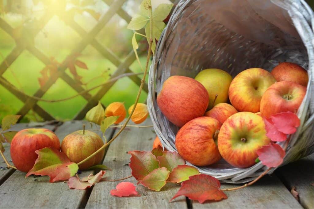 basket of fresh apples