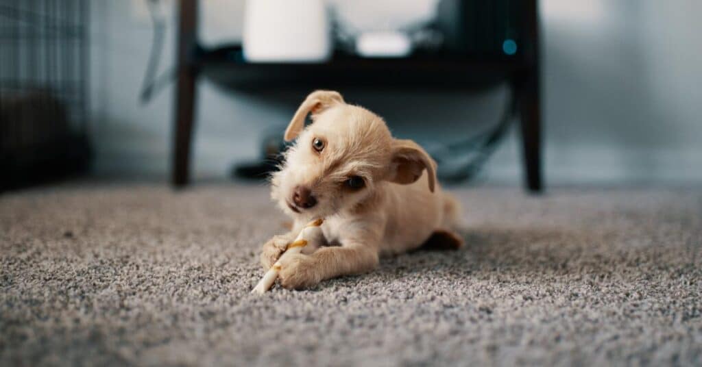 dog laying on a carpet