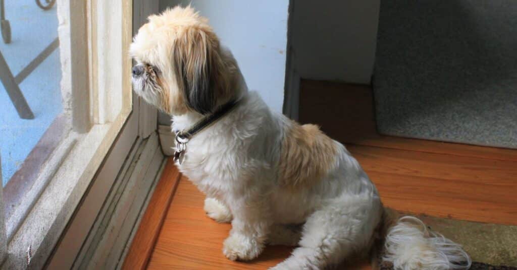 dog looking out the sliding glass door