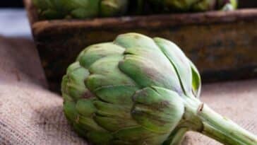 artichoke