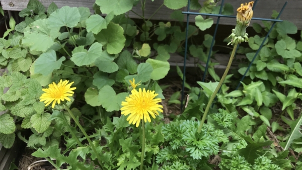Explore Top 15 Useful or Edible Garden Weeds