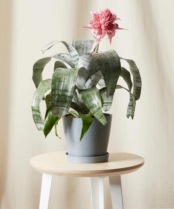 Bromeliad