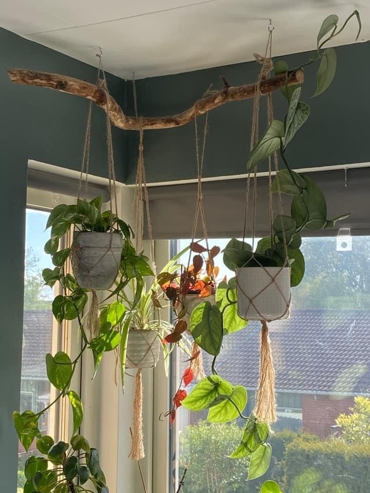 Hanging Branch Plant Display for Corners