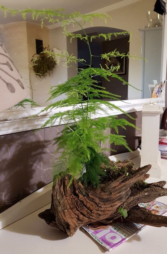 Rustic Driftwood Planter for Green Elegance