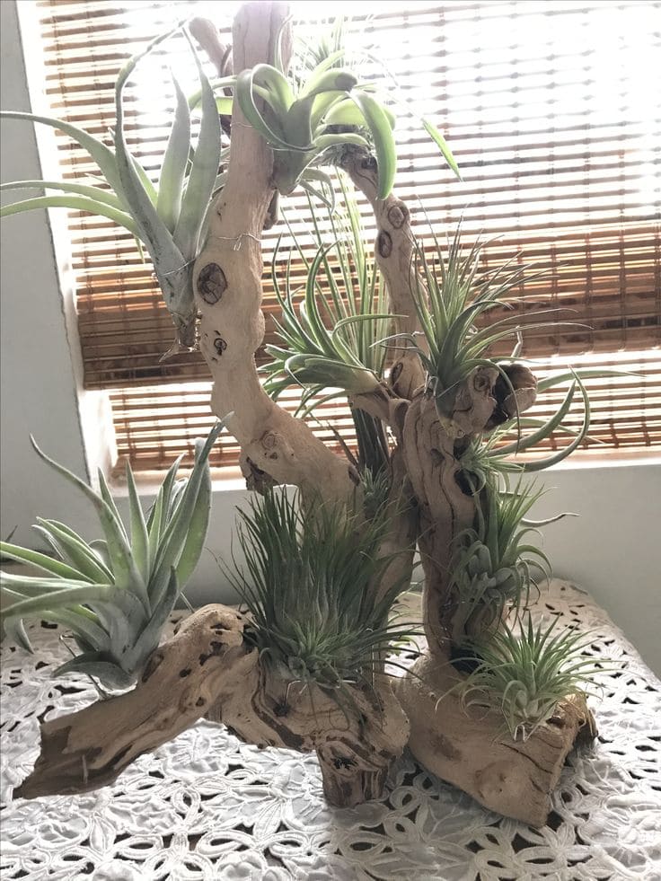 Whimsical Driftwood Planter with Air Plants