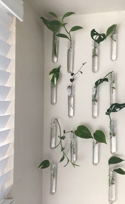 Delicate Test Tube Plant Wall