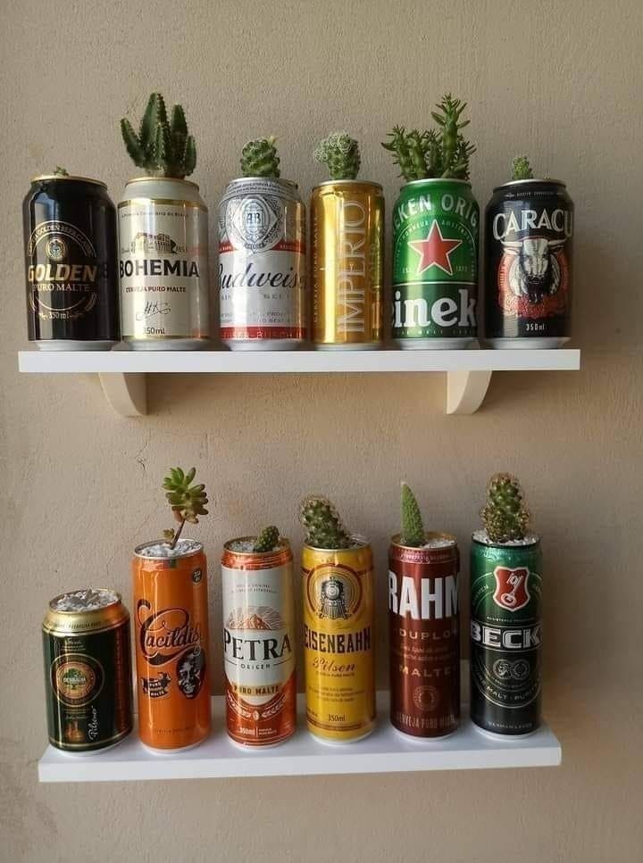 Quirky Canned Cactus Display