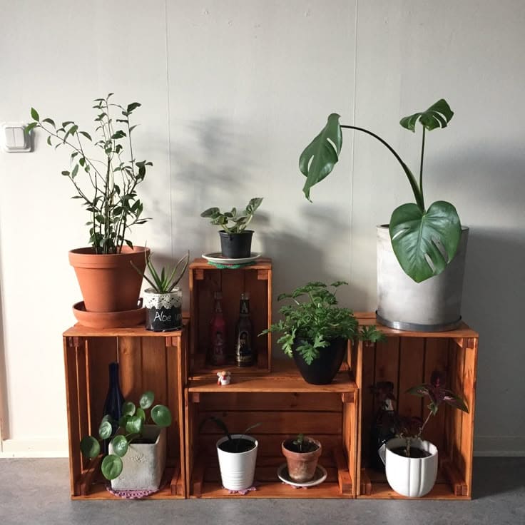 Lush Indoor Plant Display
