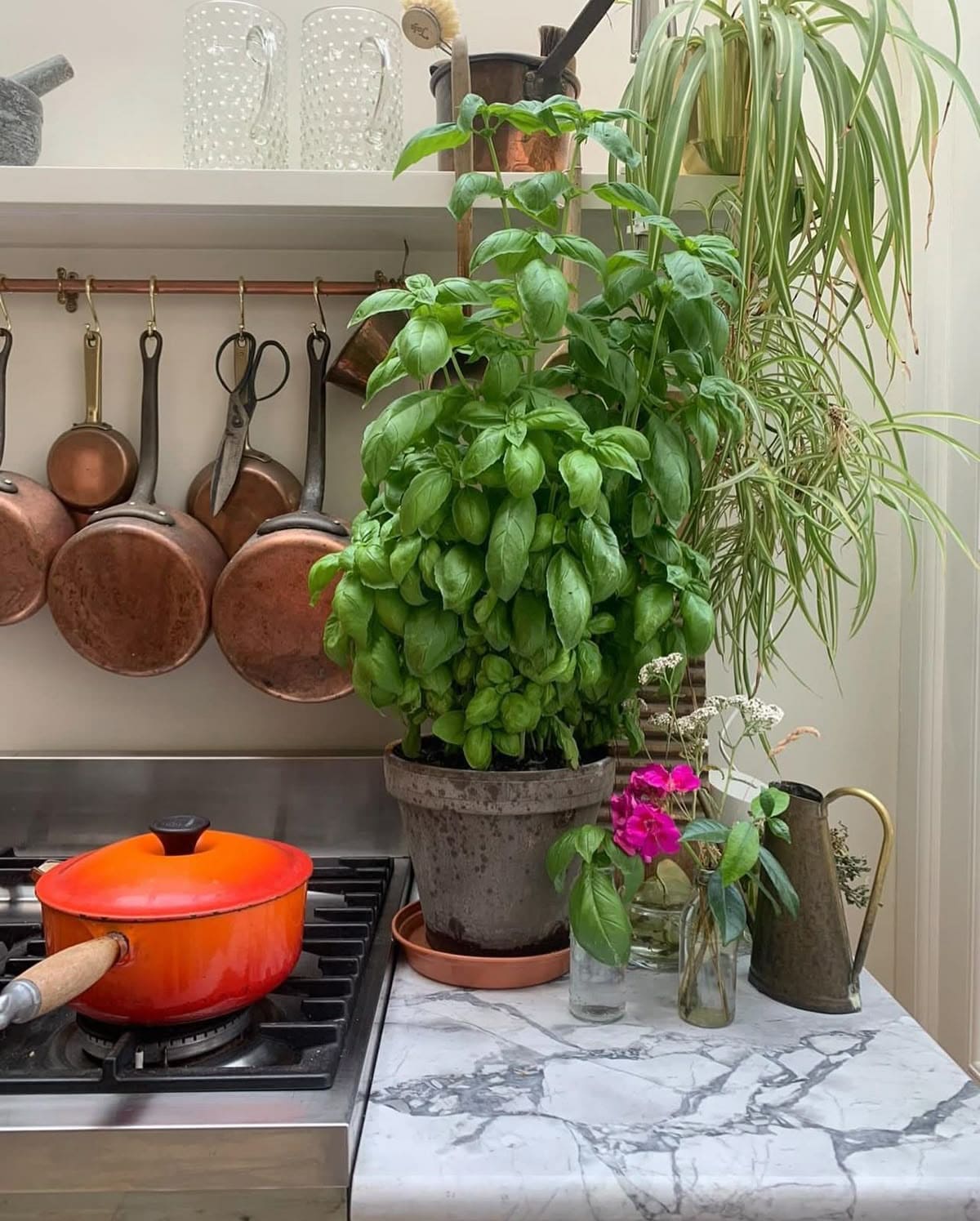 Lush Countertop Basil Plant