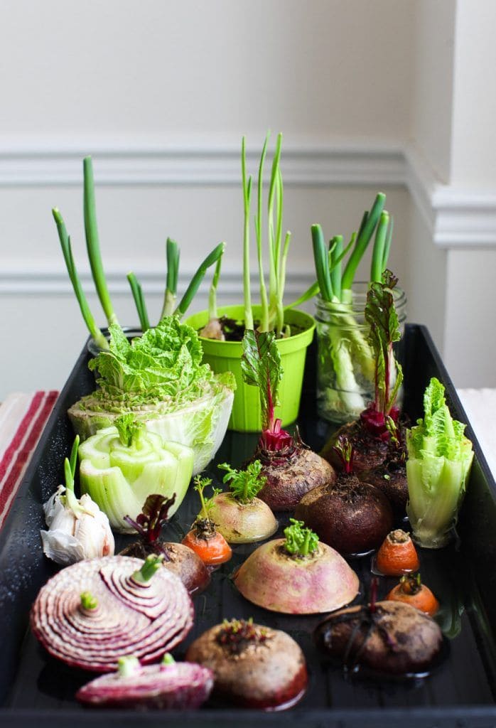 Regrow Vegetables from Kitchen Scraps