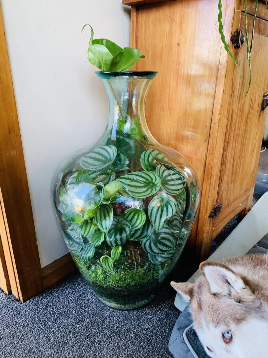 Glass Vase Terrarium with Watermelon Peperomia